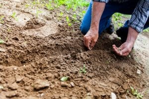 Organic Seeds