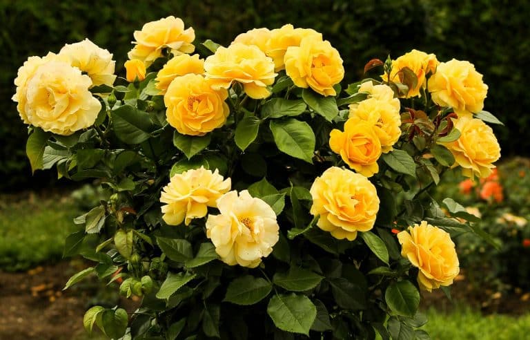 Rose Care