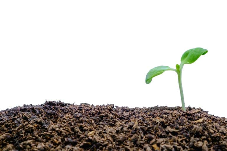Fish Meal Fertilizer: 7 Amazing Benefits for Your Garden
