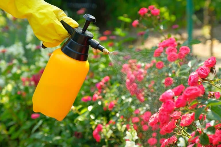 Fish Hydrolysate: 5 Amazing Benefits for Plant Growth