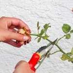A Guide to Pruning Roses: 9 Essential Techniques and Timing Tips for Thriving Blooms