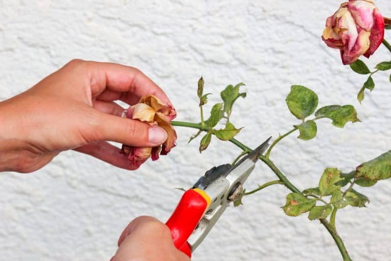 A Guide to Pruning Roses: 9 Essential Techniques and Timing Tips for Thriving Blooms