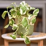 Golden Pothos