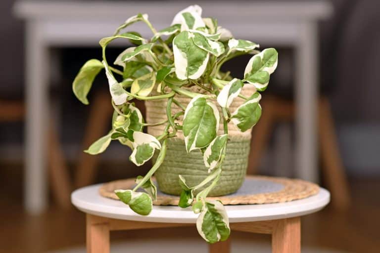 Golden Pothos