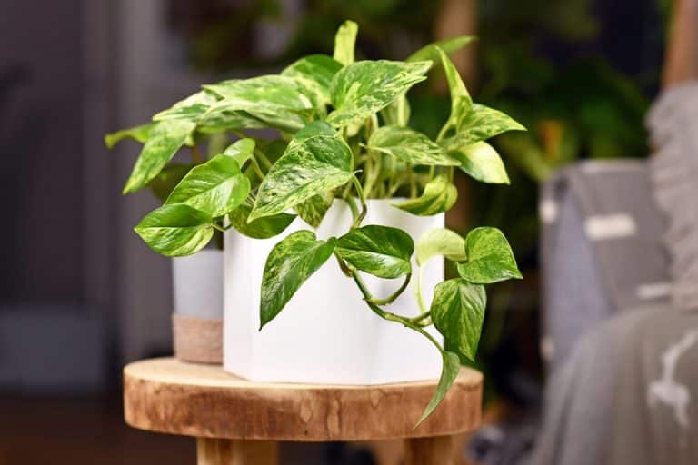 Pothos Plant Care mistakes