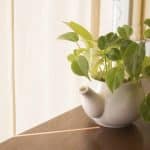 Pothos plant care facts