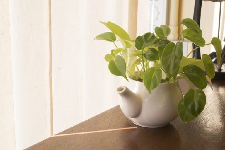 Pothos plant care facts