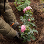 How to care for roses