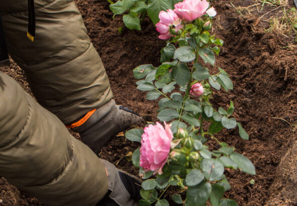 How to care for roses