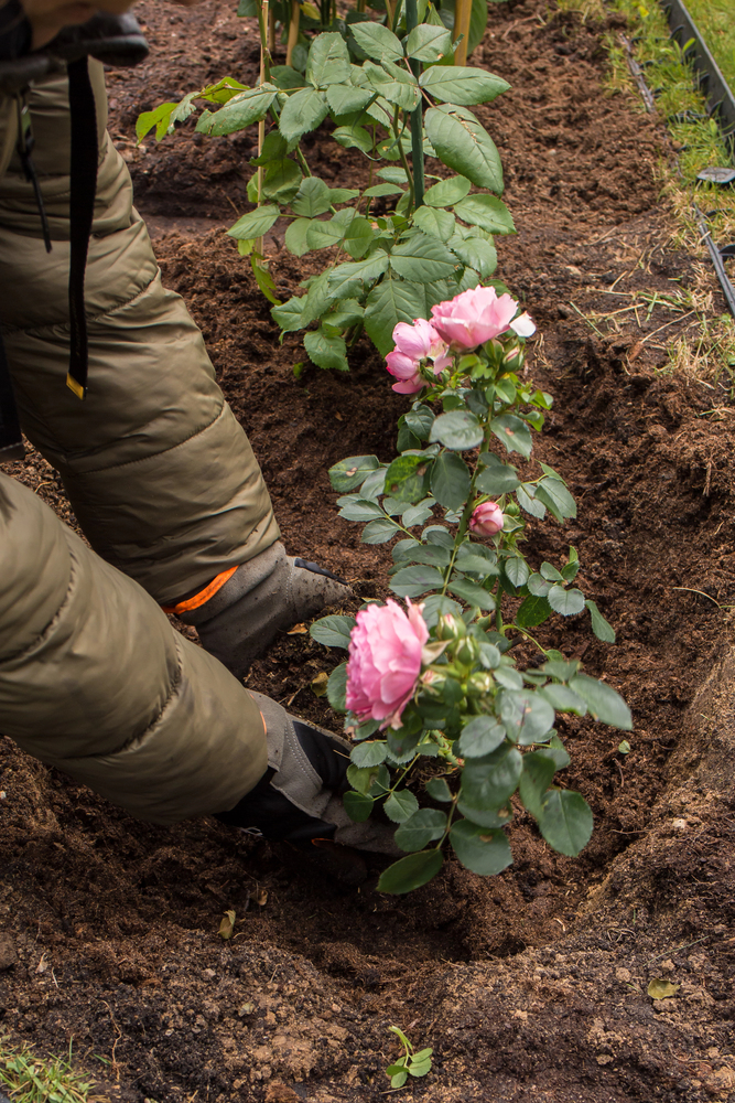 How to care for roses