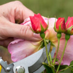 rose care