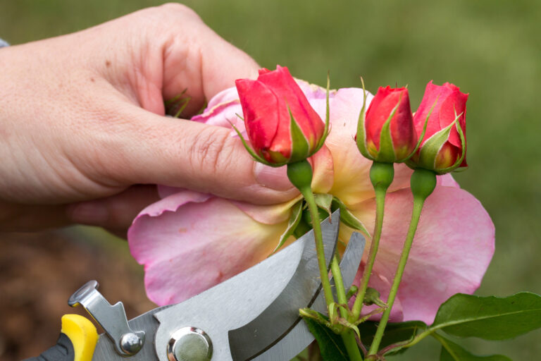 rose care